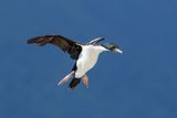 New Zealand King Shag