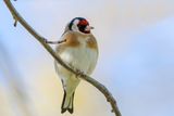 European Goldfinch