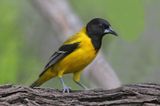 Audubons Oriole
