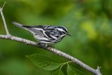 Black-and-white Warbler