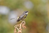 Yellow-rumped Warbler