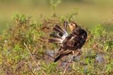 Snail Kite