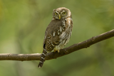 Pearl-spotted Owlet