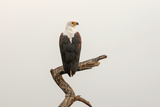 African Fish-Eagle