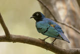 Superb Starling