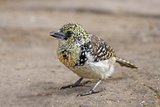 DArnauds Barbet