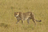 Cheetah