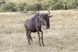 Blue Wildebeest