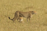 Cheetah