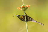 Bronzed Sunbird