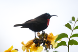 Scarlet-chested Sunbird