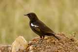 Sooty Chat