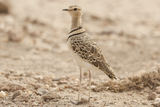 Double-banded Courser