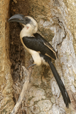 Von Der Deckens Hornbill