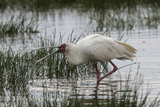 African Spoonbill