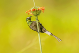 Bronzed Sunbird