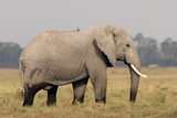 Savannah Elephant