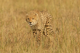 Cheetah