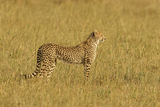 Cheetah