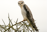 Black-winged Kite