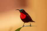 Scarlet-chested Sunbird