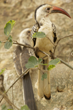 Northern Red-billed Hornbill