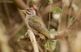 Nubian Woodpecker