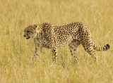 Cheetah-Masi Mara, Kenya-45.png