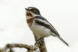 Chinspot Batis