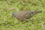 Emerald-Spotted Wood-Dove