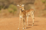 Impala