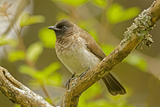 Common Bulbul