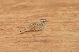 Fawn-colored Lark