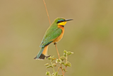 Little Bee-eater
