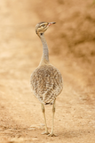 White-Billied Bustard