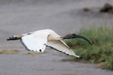 African Scared Ibis