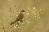 Common Waxbill