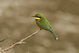 Little Bee-eater