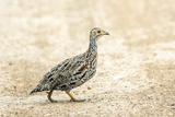 Shelleys Francolin