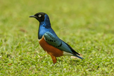 Superb Starling