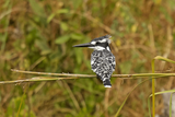 Pied Kingfisher