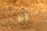 Crested Francolin
