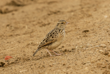 Rufous-naped Lark