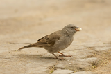 Sawhili Sparrow