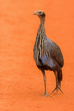 Vulturine Guineafowl