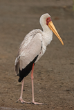 Yellow-billed Stork
