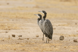 Black-headed Heron