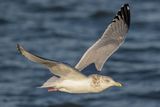 Herring Gull