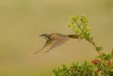 Northern Pied-Babbler