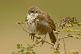 Northern Pied-Babbler